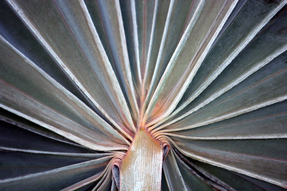 bismarckia palm tropic tropical