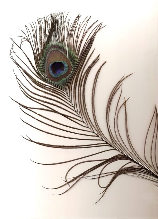 peacock feather male indian