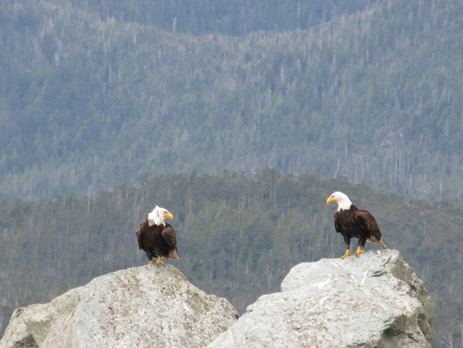 bald eagles pair birds two couple