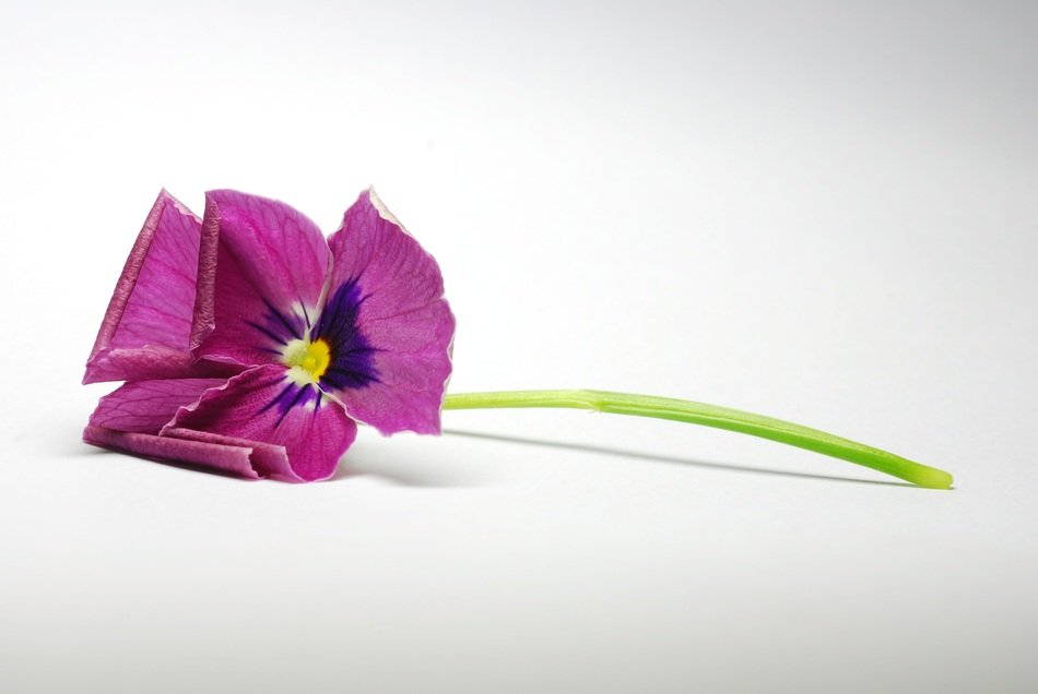 flower close up