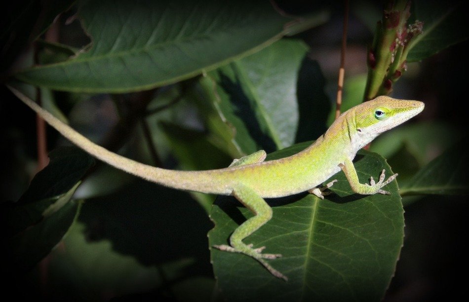 lizard reptile detail texture leaf