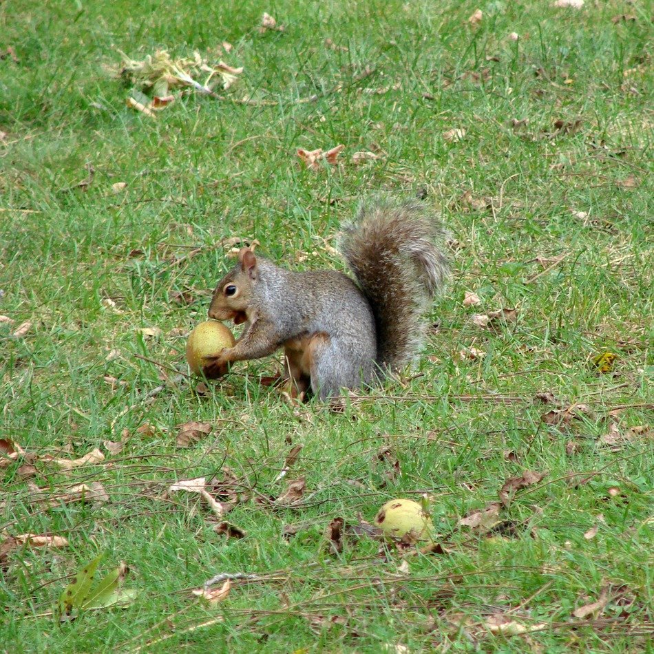 squirrel eating fruits green grass