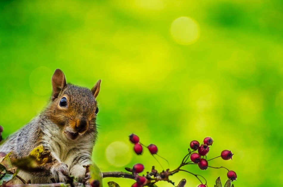 squirrel outdoor wallpaper tree