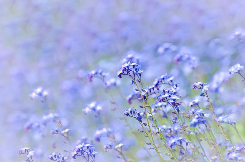 spring background flower purple
