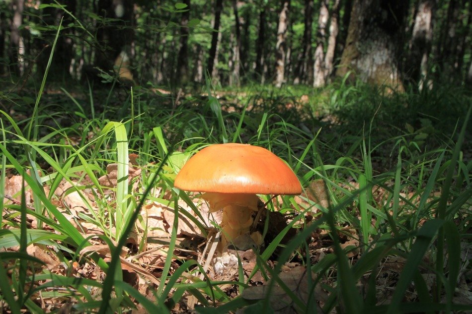 amanita orange mushrooms fungus
