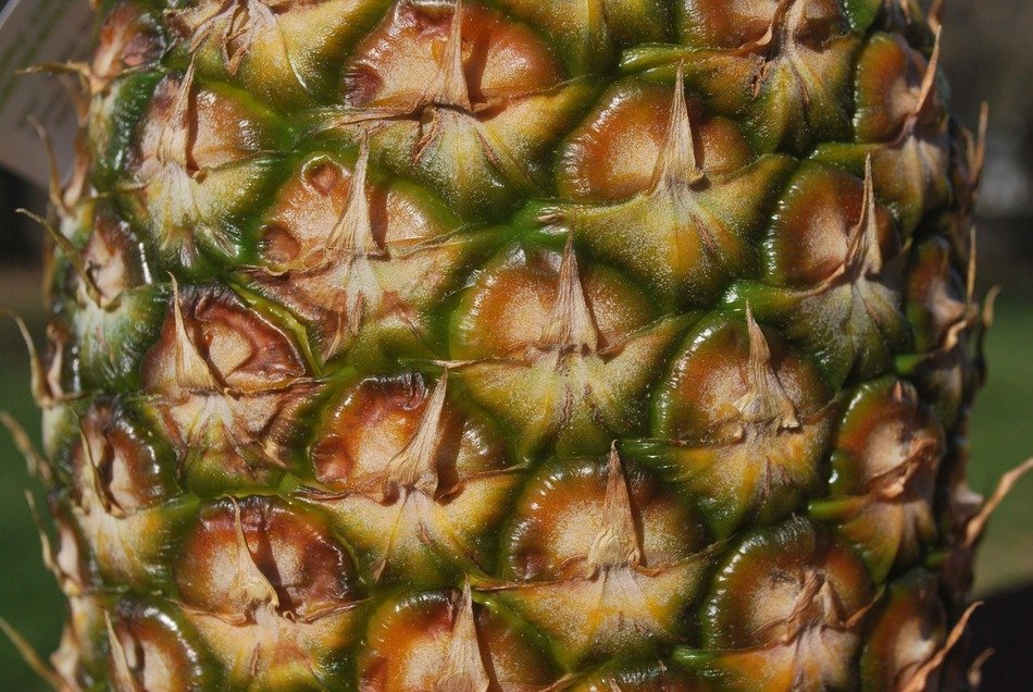 pineapples skin fruits tropical