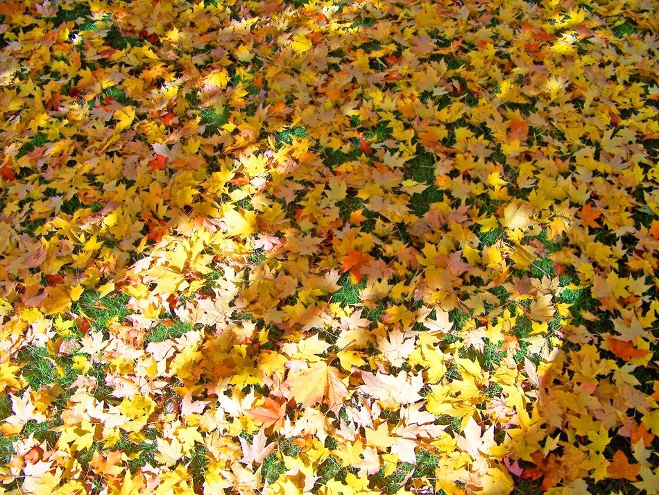 autumn fall fallen yellow orange