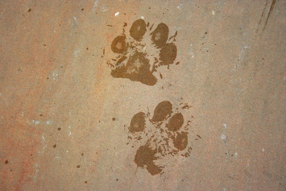 animal background dog foot
