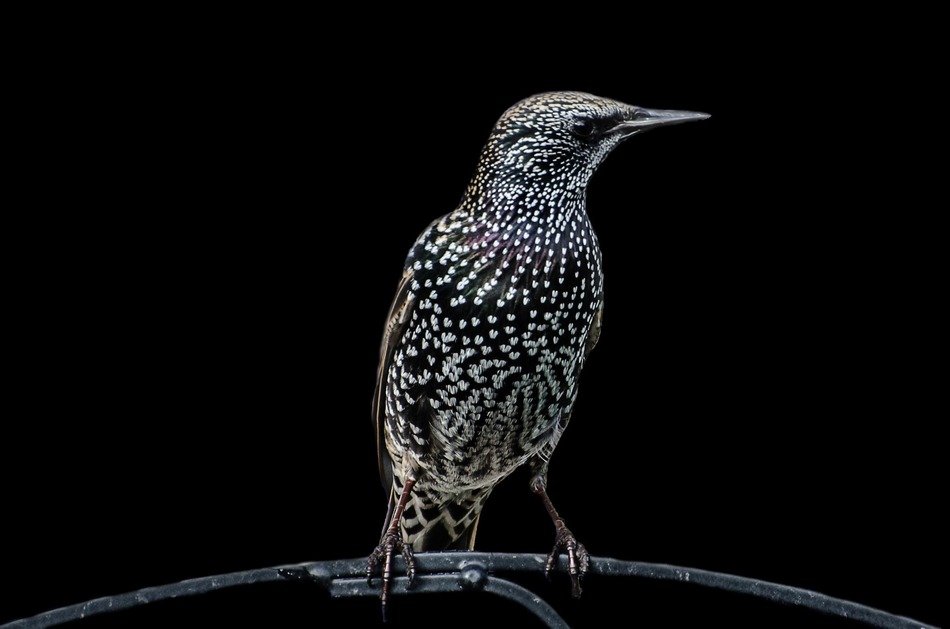 bird birds aviator animals