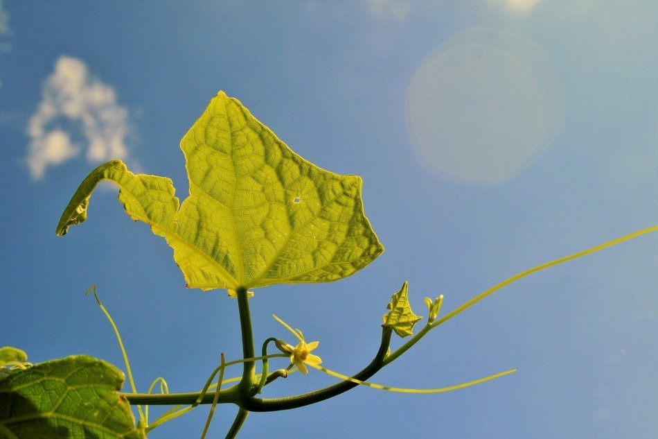 leaf blue sky green translucent