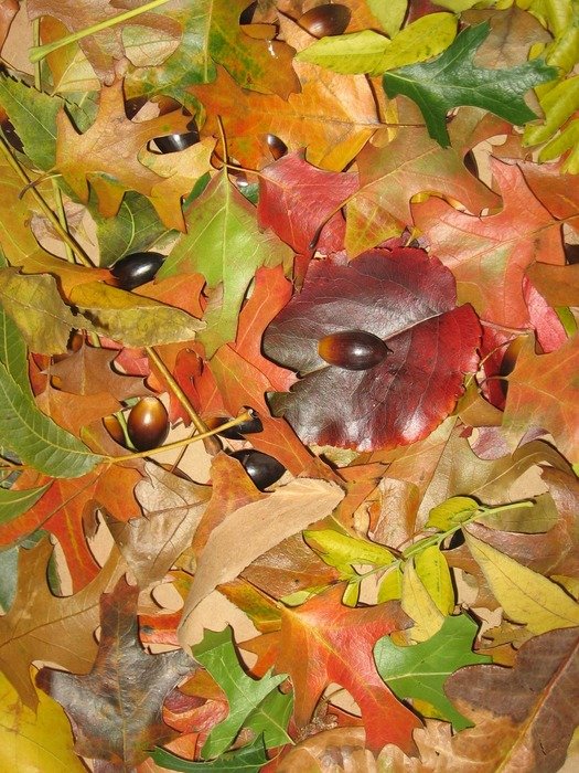 colorful leaves seasons backgrounds