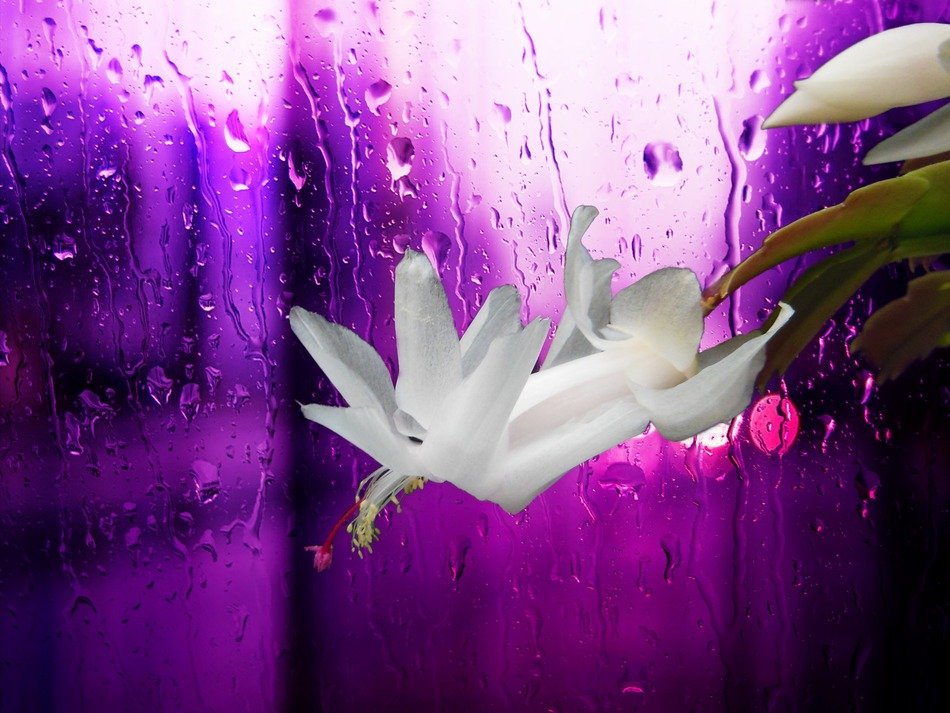 christmas cactus white blossom