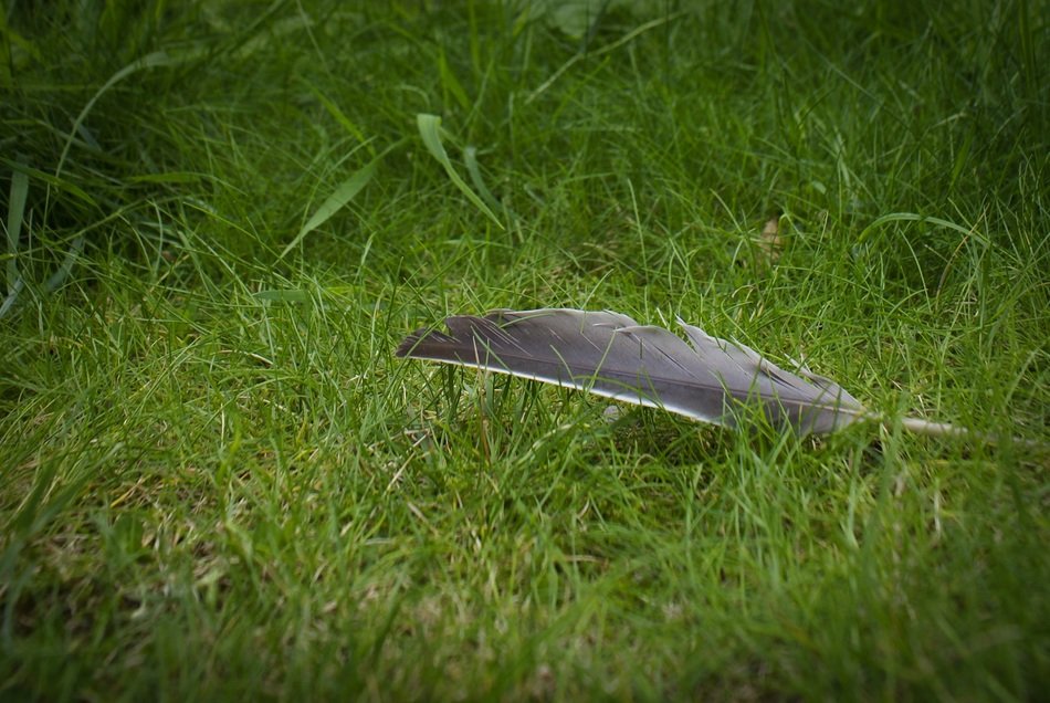 feather bird sketch signs plume