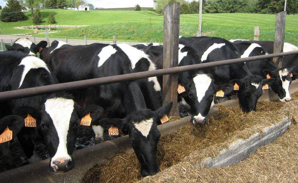 cattle farming cows black white