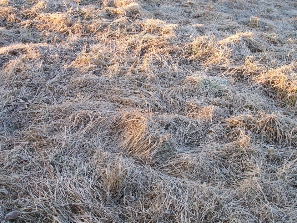 winter dry grass srie C5 88