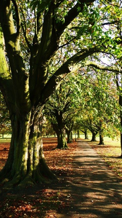 alley park background trees season