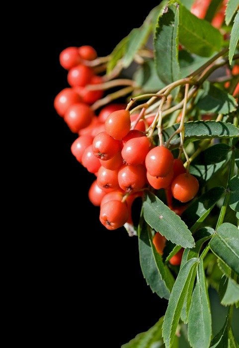 berry berries red macro close up