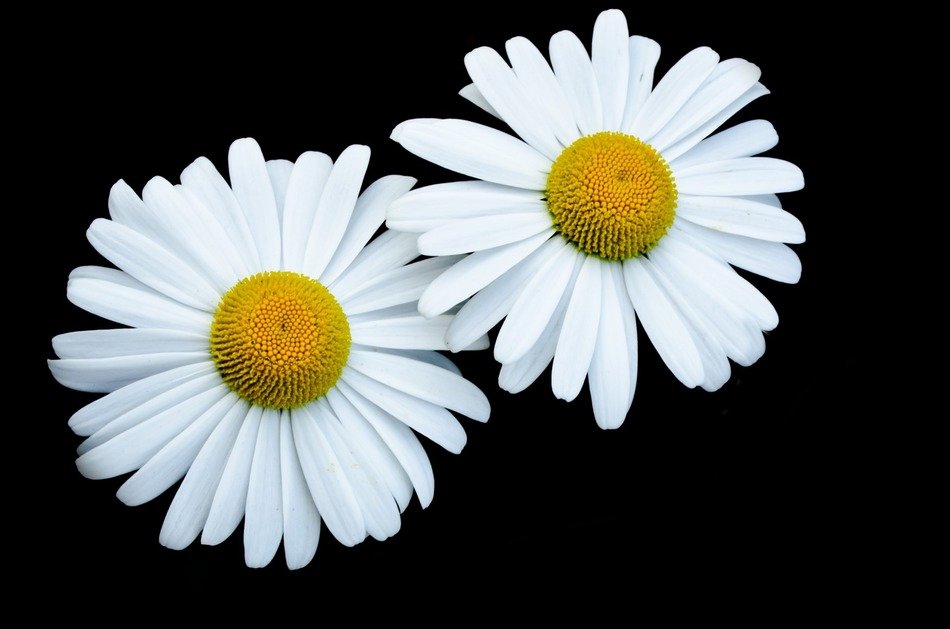 two marguerites on a black background