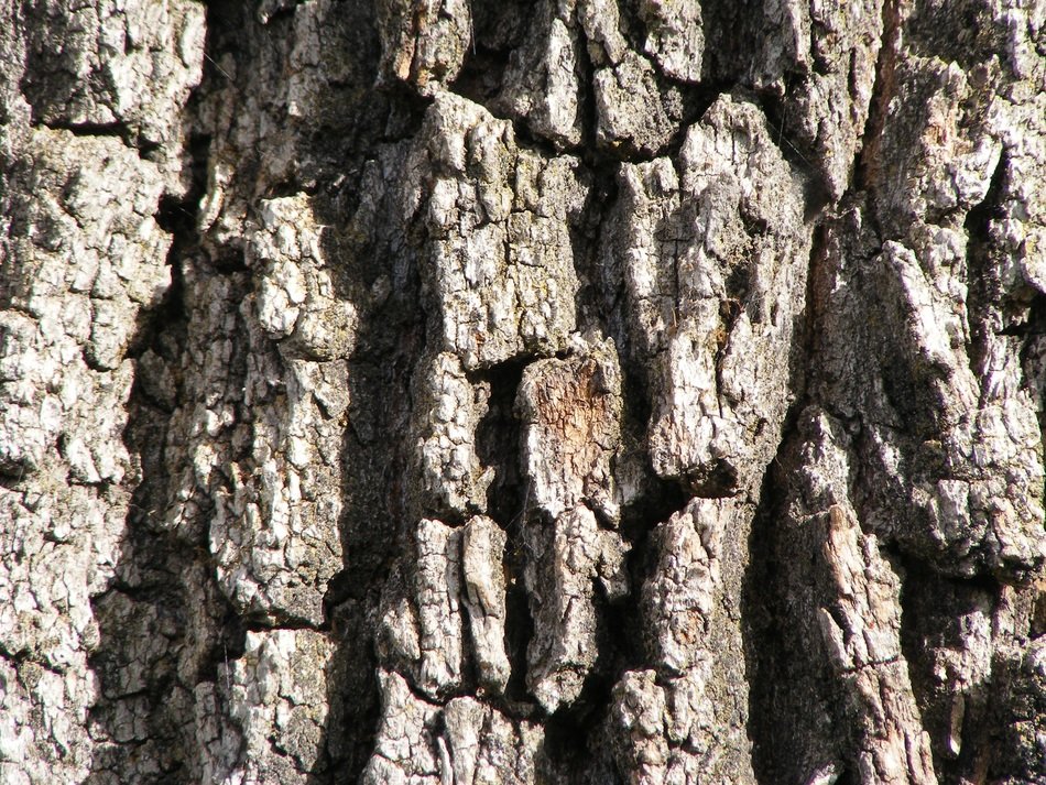 oak tree bark trunk