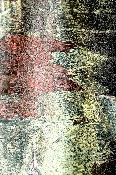grunge background tree bark red