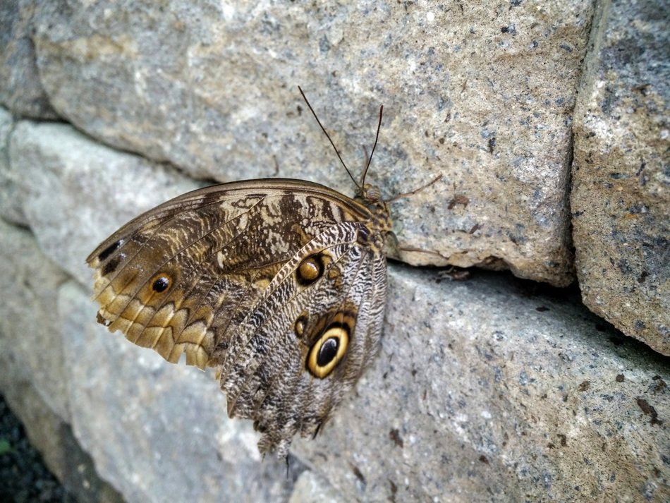 butterfly stone nature natural
