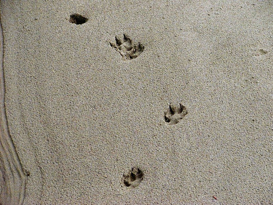 tracks animal sand nature