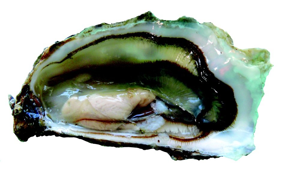 oyster oysters seafood