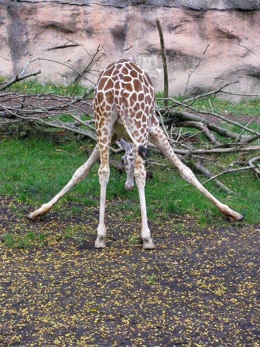 giraffe eating funny nature animal