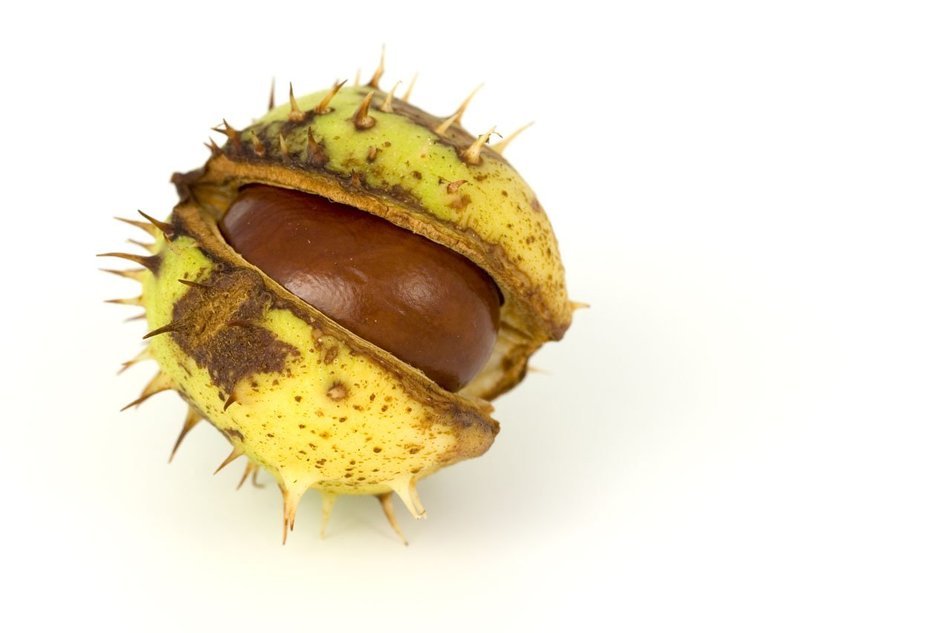 autumn fall conker season single