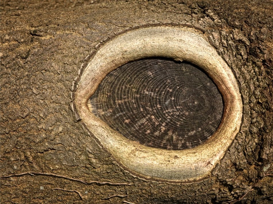 wood tree eye grain oval bark