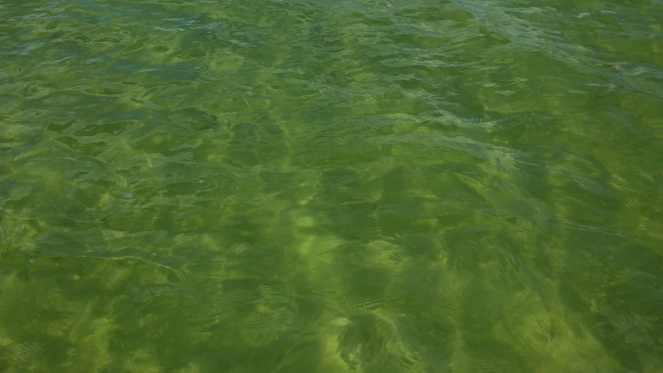 water lake green shallow wave