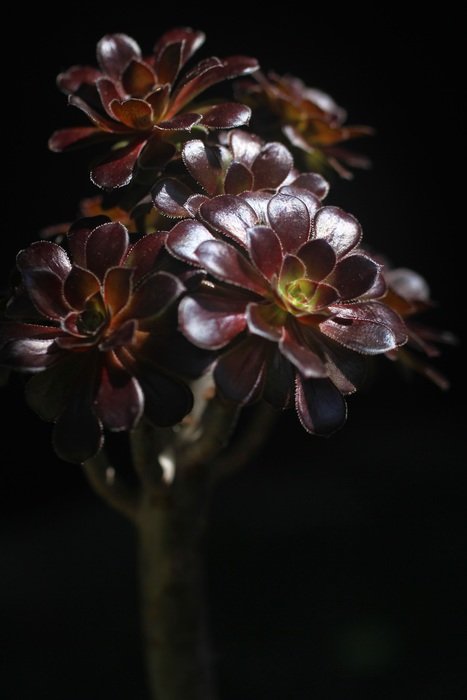 the fleshy plant black mage
