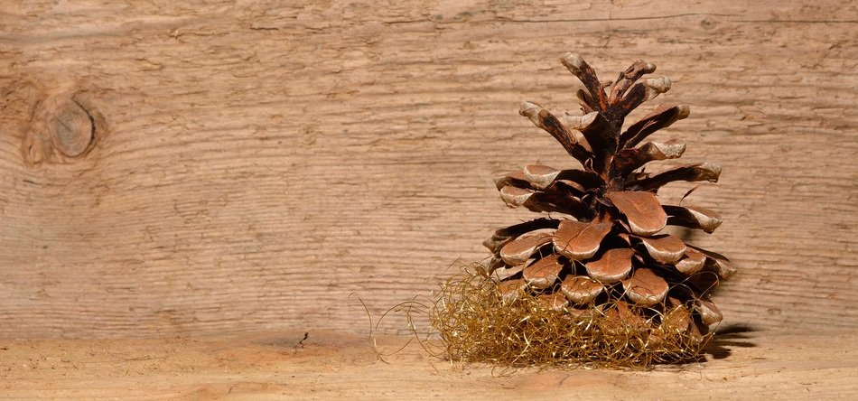 pine cone wood background
