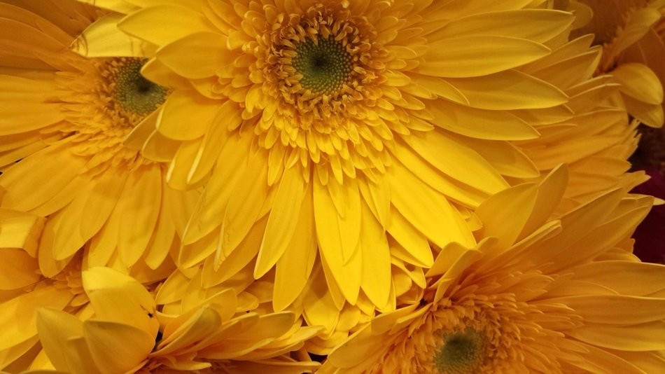 flower design floral texture