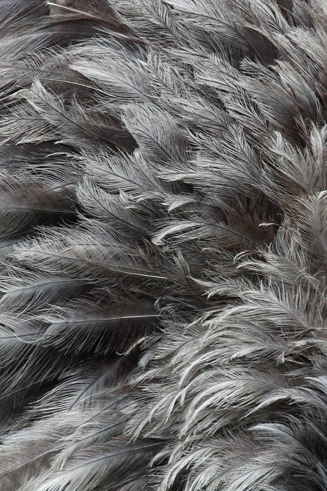 animal background bird black