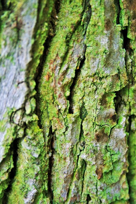 tree bark trunk rough