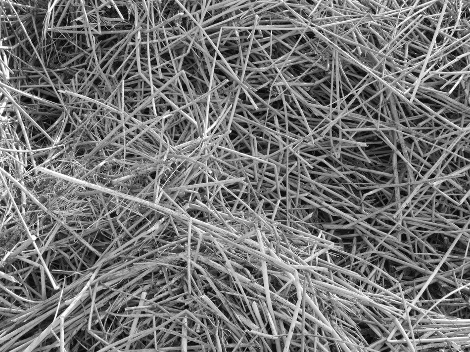 black and whitephoto of reeds plants