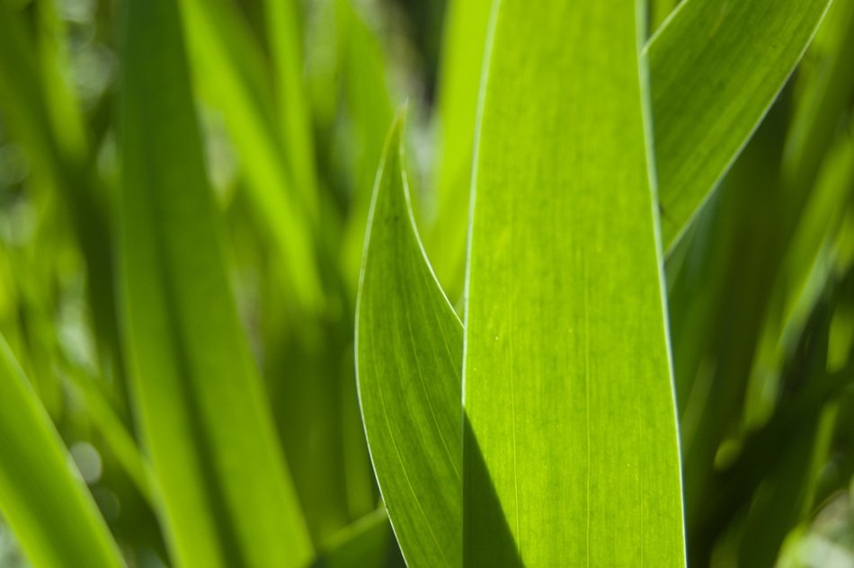 iris leaves irises green