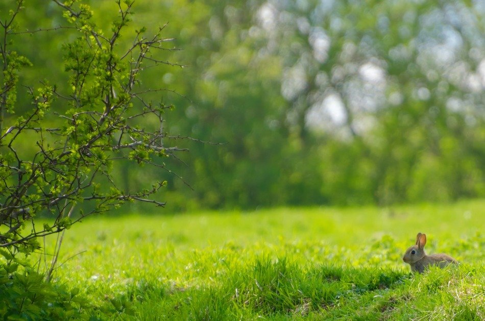 bunny sitting animals meadow
