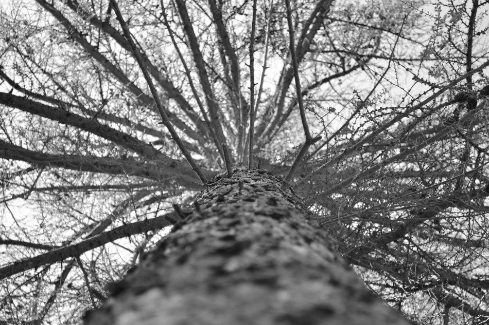 tree grey looking up high tall