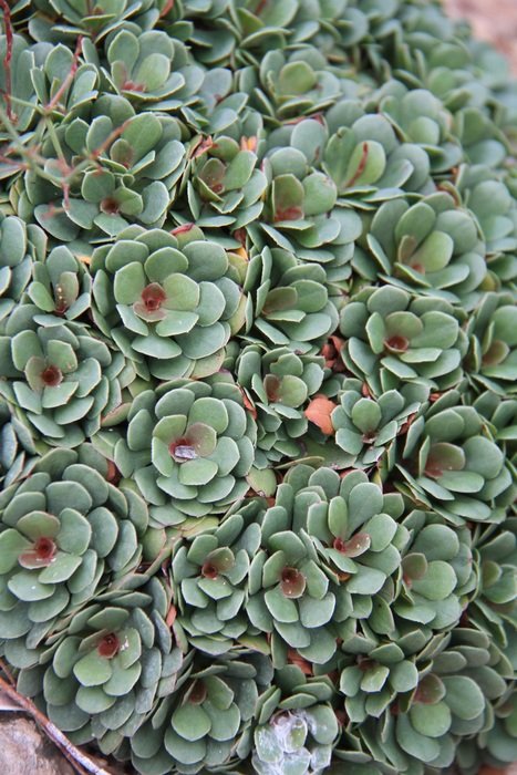 succulent foliage structural leaf
