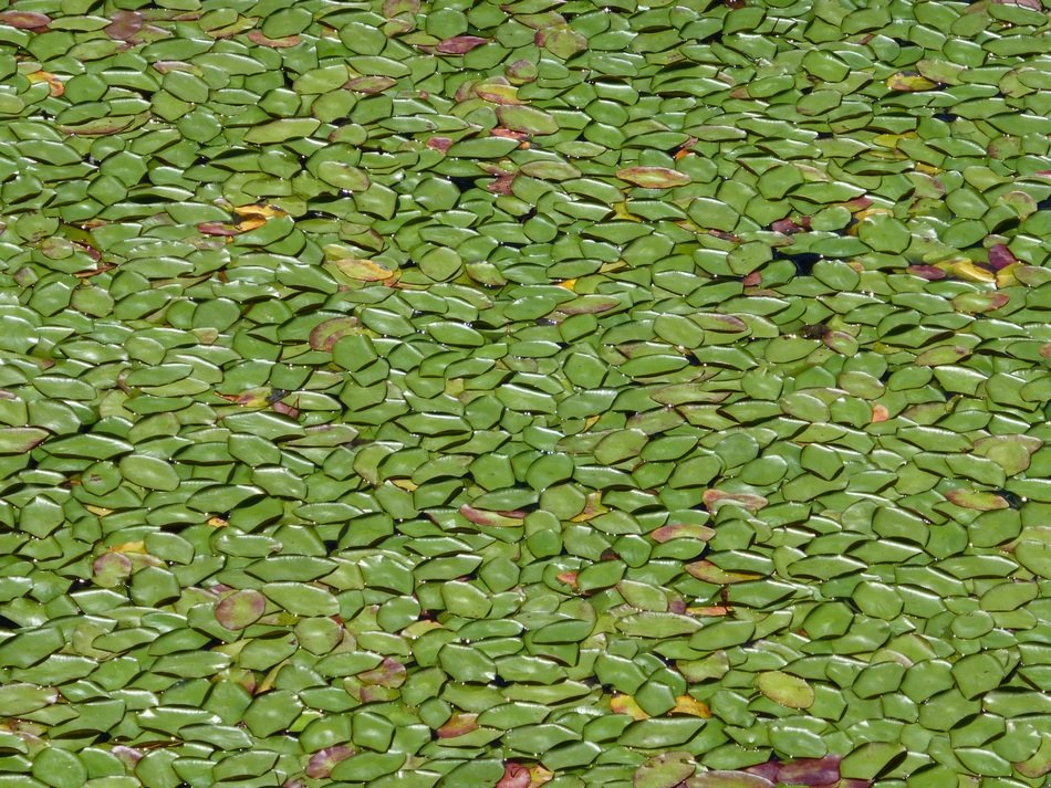 leaves green pattern nature leaf