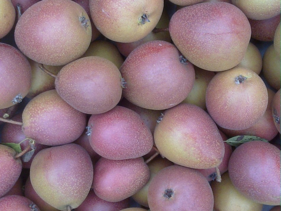 pear a pile of fruit stack