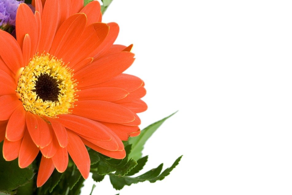 background beautiful bloom close