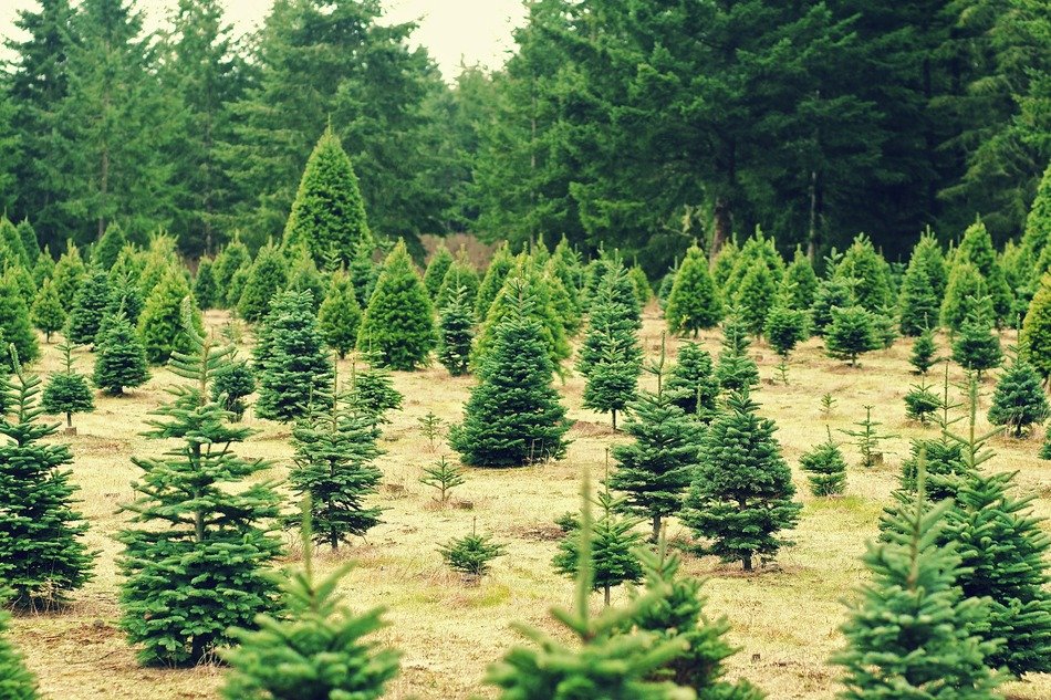 christmas trees xmas farm seasons