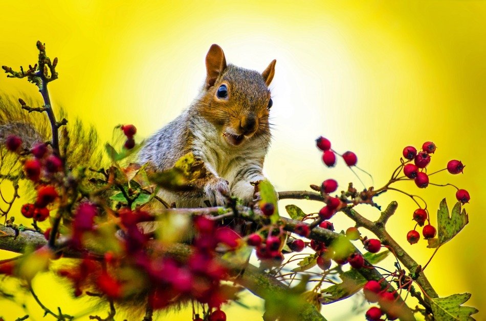 squirrel on a tree with berries