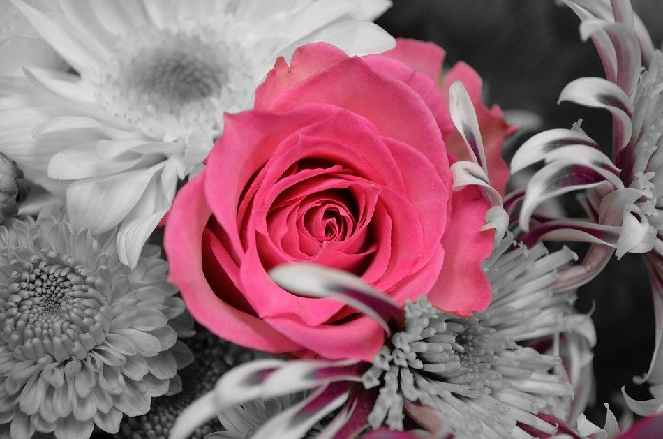 flowers plants rose nature macro