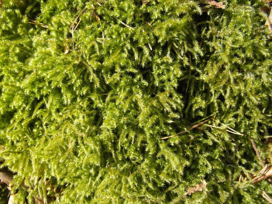 green moss structure