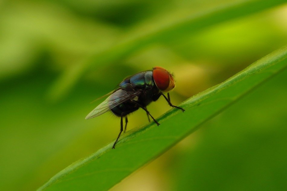 fly macro long tongue wallpaper