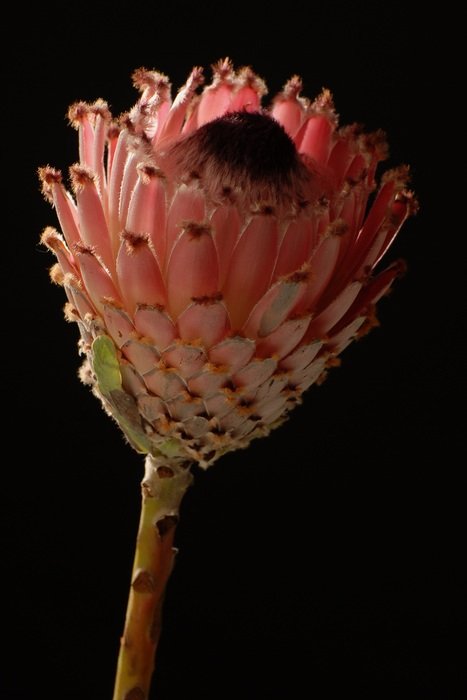 flower african studio